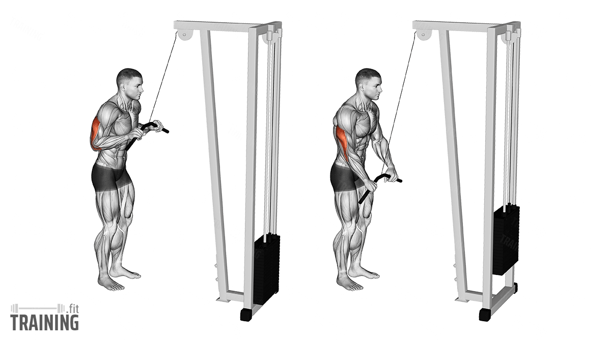 Rope Triceps Pushdown